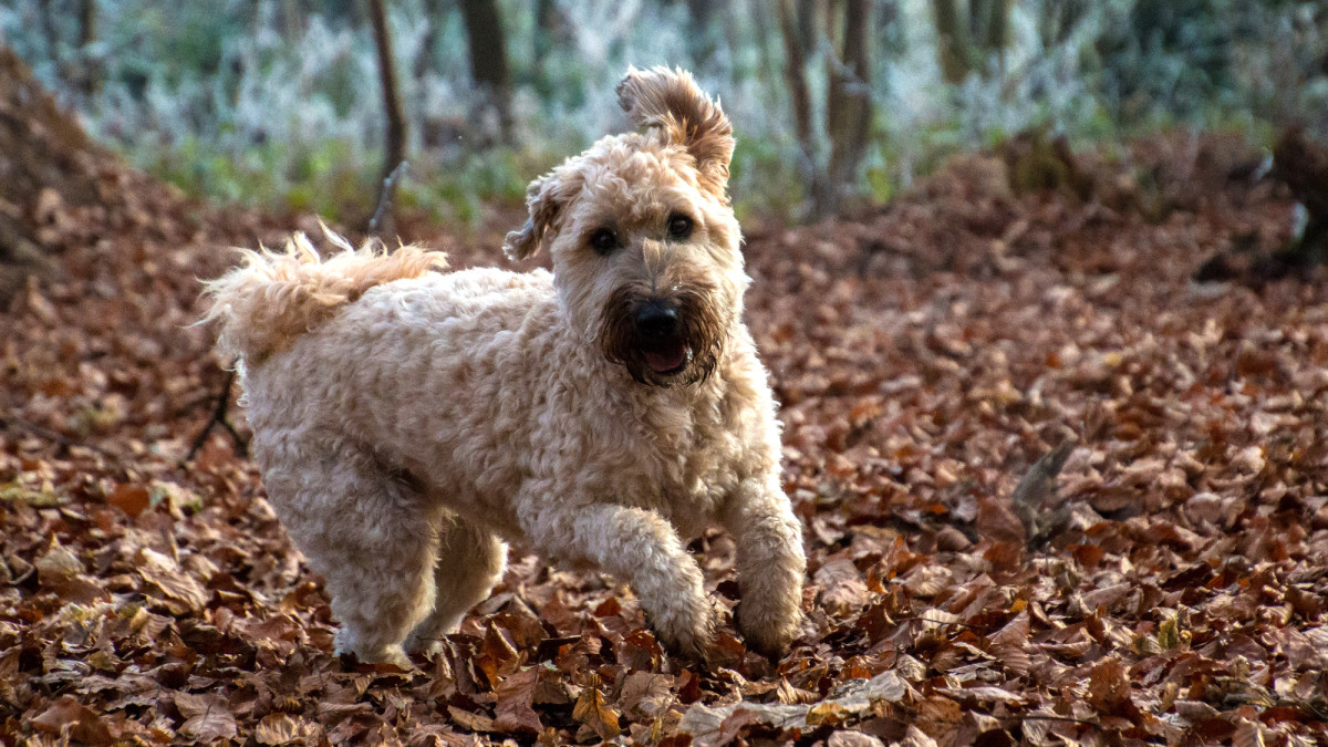 Soft Coated Wheaten Terrier Dog Breeds: Adorable Companions