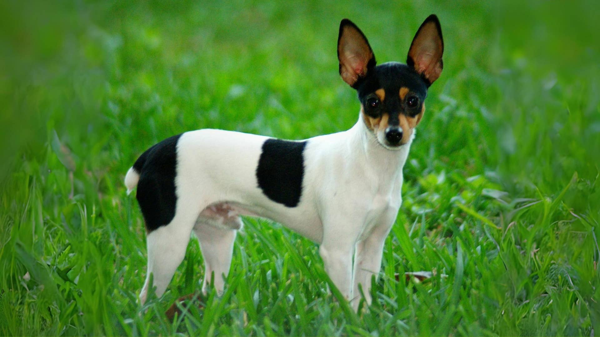 Do Toy Fox Terriers Get along With Cats? Surprising Truths Revealed