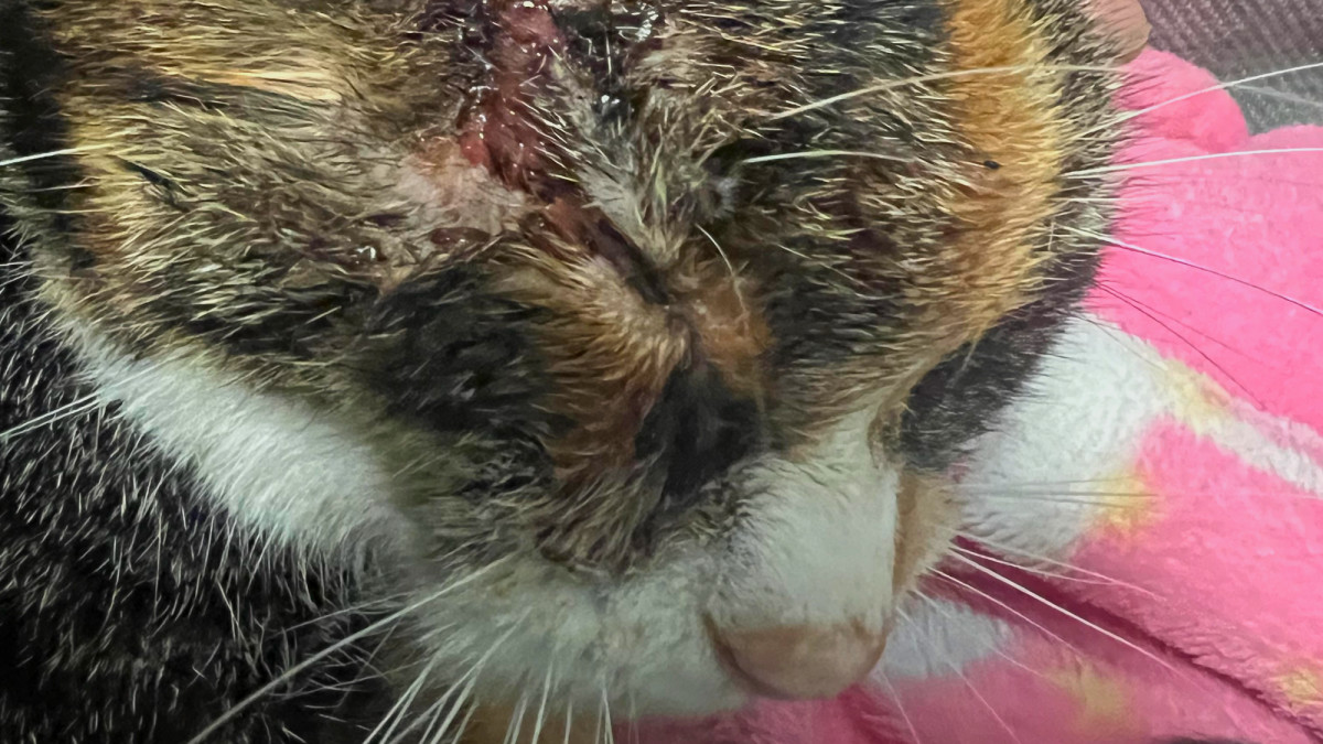How to Treat an Abscess on a Cat at Home: Quick & Safe Tips
