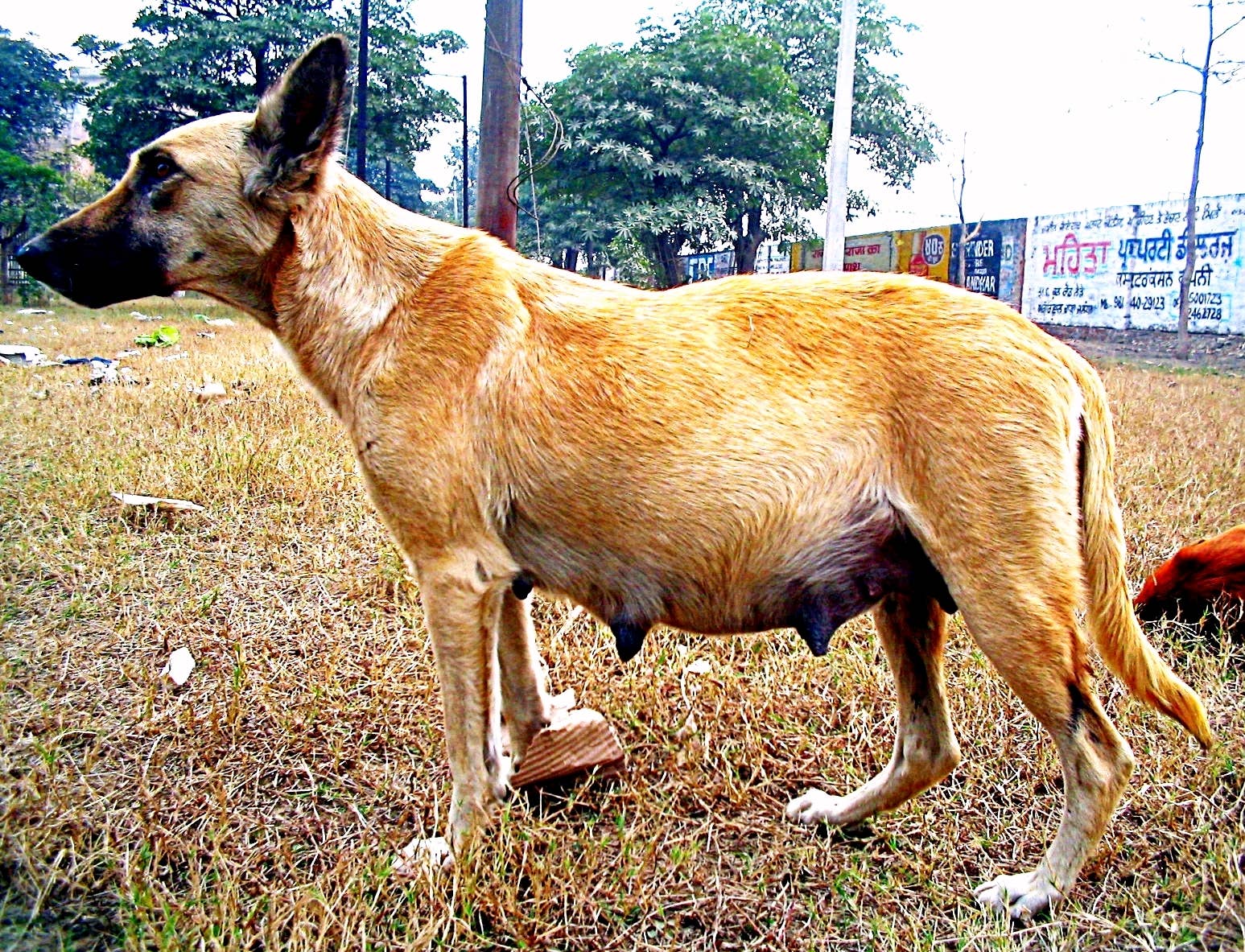 How to Treat Clear Jelly Discharge from Female Dog: Effective Tips