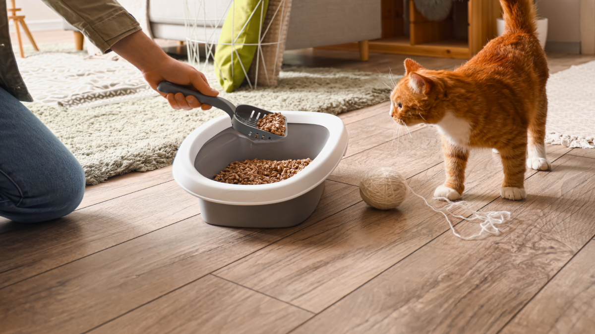 Why Do Cats Poop Outside Their Litter Box: Top Causes Explained