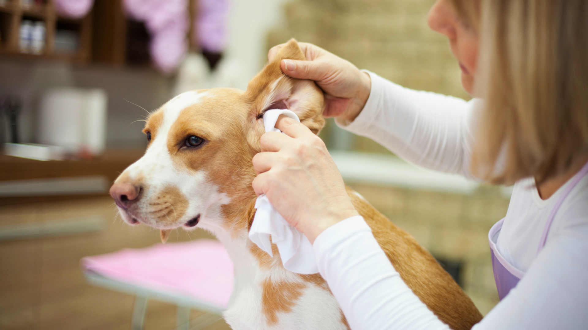 How to Treat Crusty Scabs on Dog: Expert Solutions