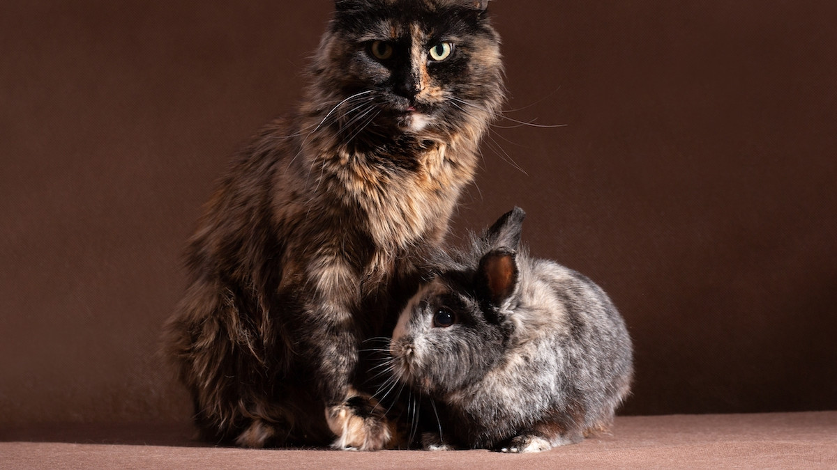 Do Rabbits And Cats Mate: Uncovering the Myth
