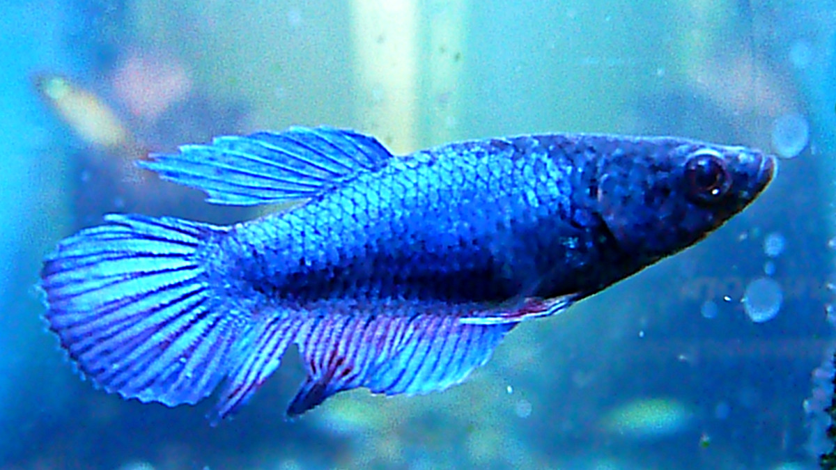 Betta Mature Age Guide: Essential Tips for Healthy Growth