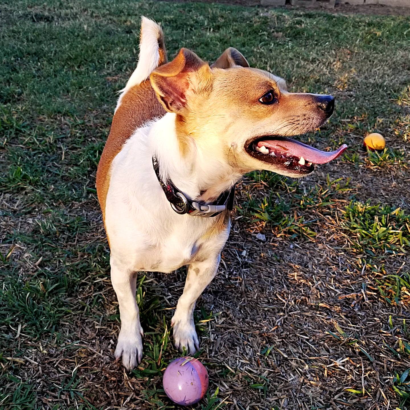 Jack Russell Dogs Behaviors: Understanding Their Energetic Nature