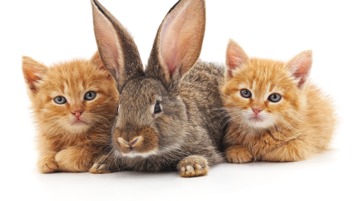Do Rabbits And Cats Mate: Uncovering the Myth