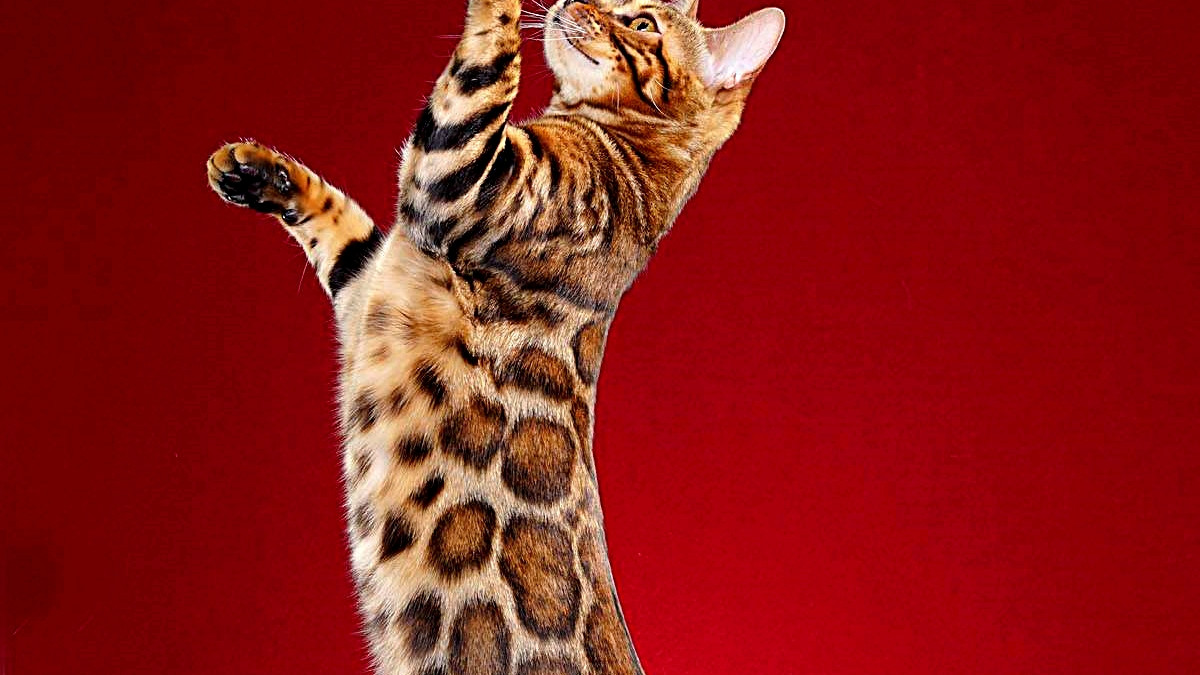 Bengal Cat Health Problems: Prevention & Solutions