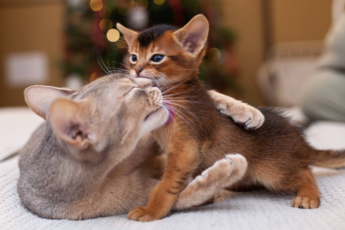 Can Different Cat Breeds Understand Eachother? Surprising Insights