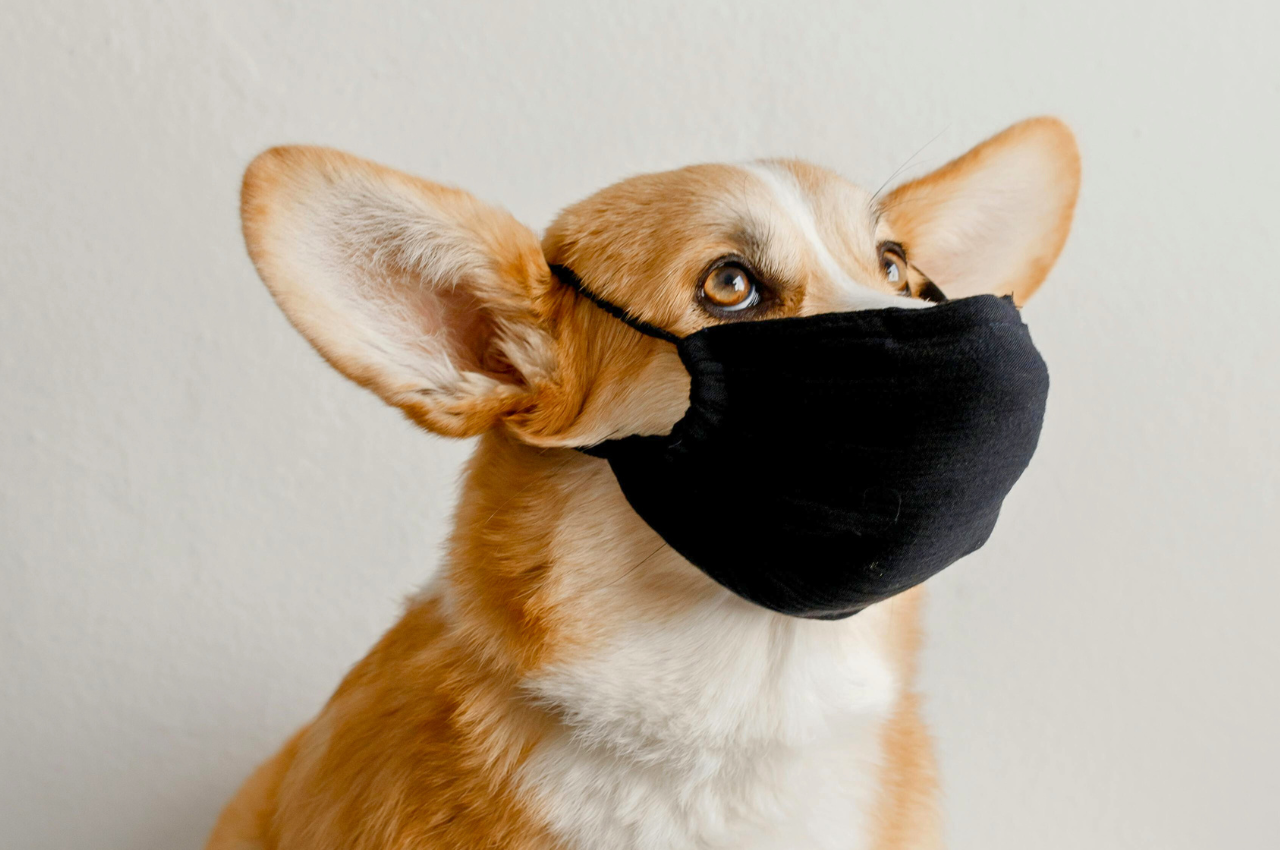 How Do You Treat a Dog With Bird Flu: Essential Care Tips