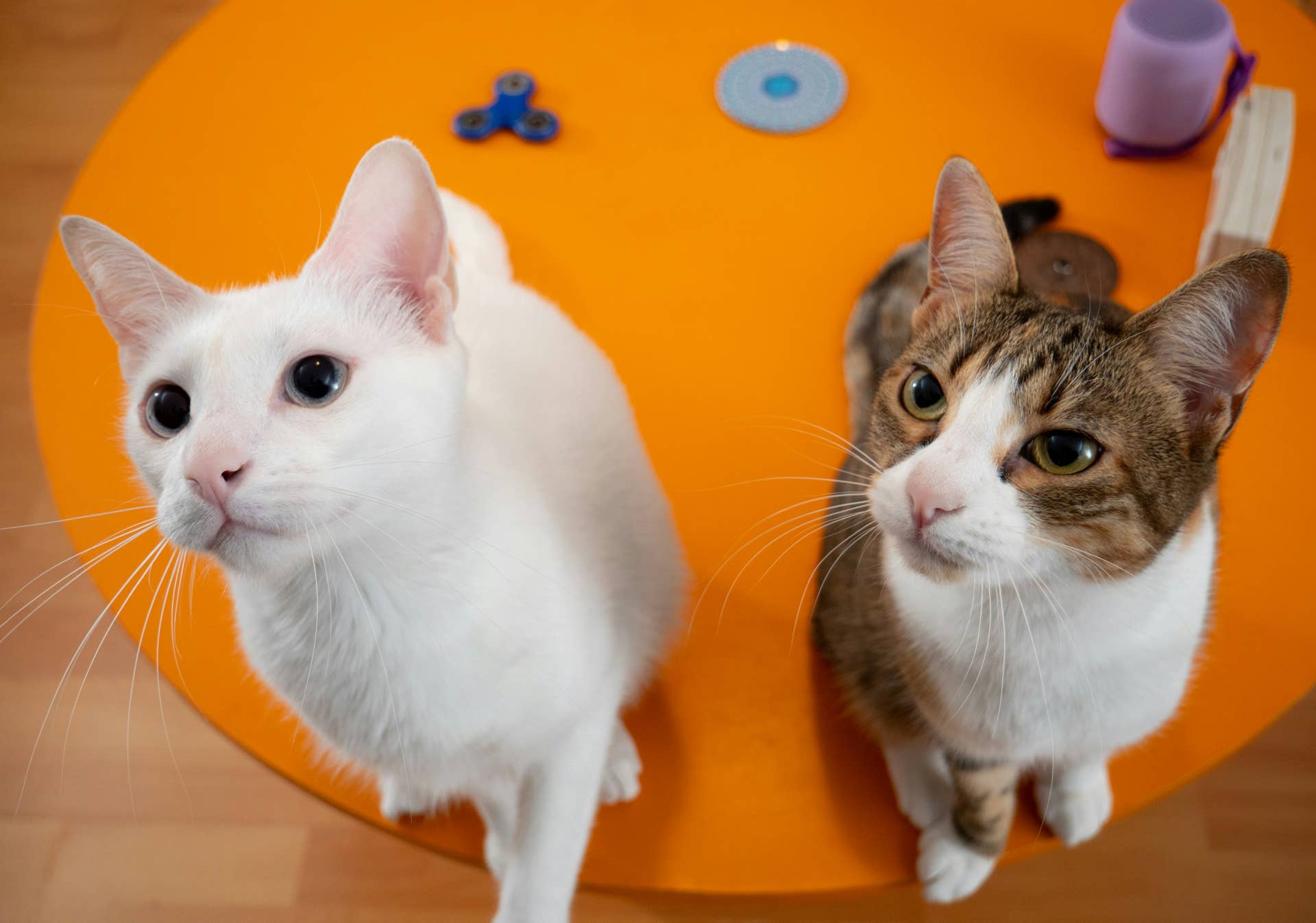 How to Introduce Cats for Mating: Expert Tips for Success