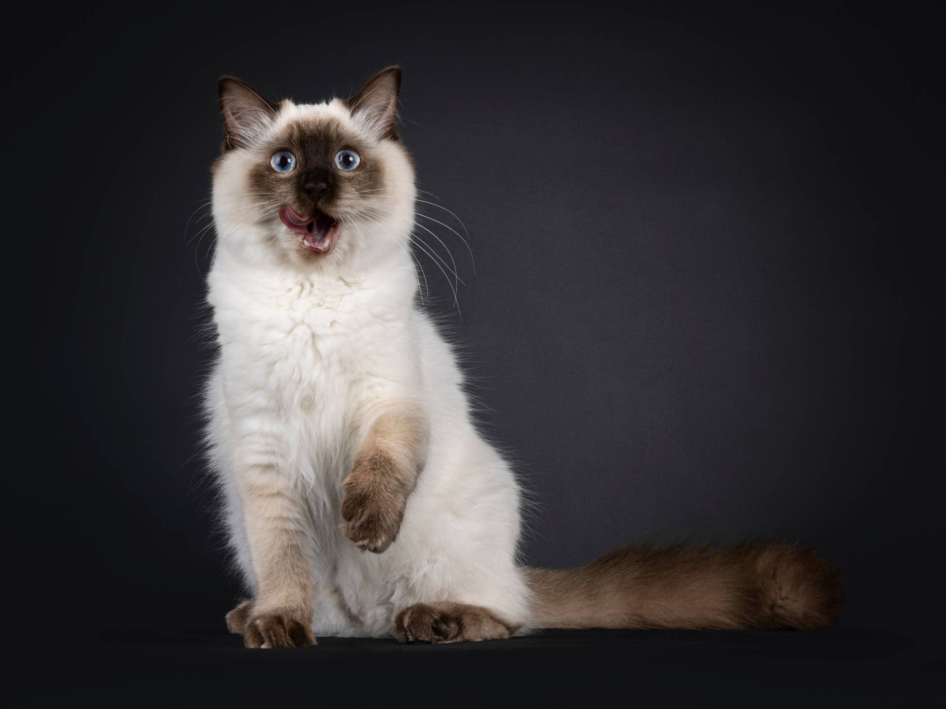 How to Groom a Ragdoll Cats Long Coat: Ultimate Care Guide