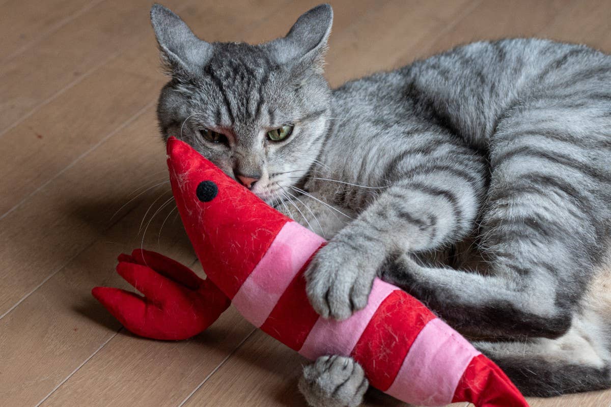 Why Does My Cat Kick Her Toys: Surprising Reasons Explained