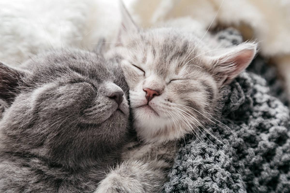Why are Cats So Loud When Mating: Surprising Reasons Explained