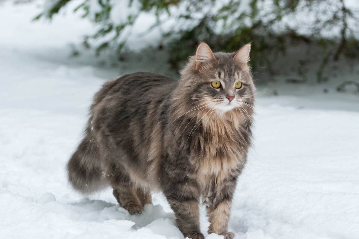 How Do Cats And Dogs Survive in Cold Weather: Essential Tips