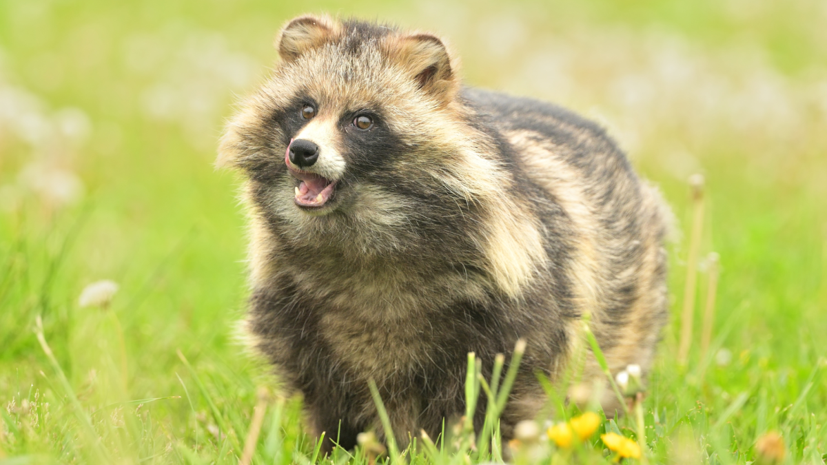 Adorably Rare 'Raccoon Dogs' Hanging Out in Park in Korea Have Everyone  Swooning - PetHelpful, image size:1200x675