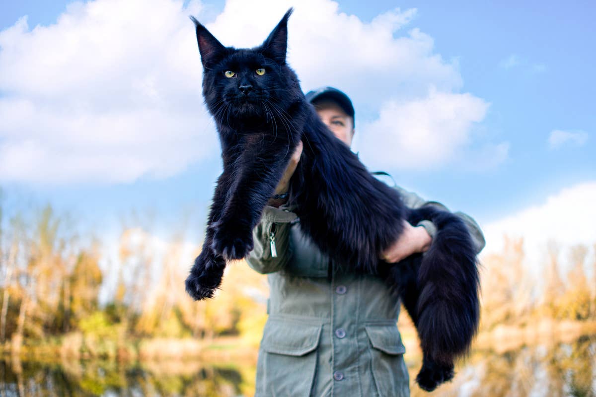 What is the Biggest Household Cat: Discover the Giant Breeds!