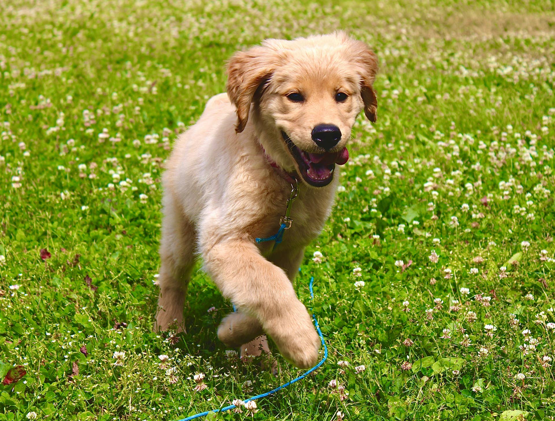 How to Train Your Dog to Use the Restroom Outside: Easy Steps