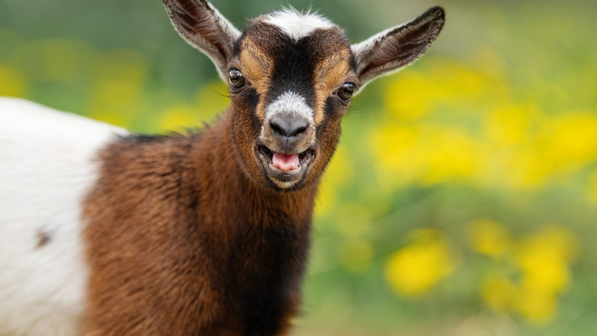 What Bird Makes Noise Like Baby Goat: Surprising Nature Sounds Revealed
