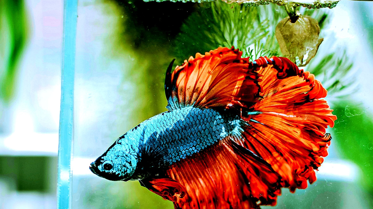 Betta Temperature Adjustment for Breeding: Essential Tips for Success