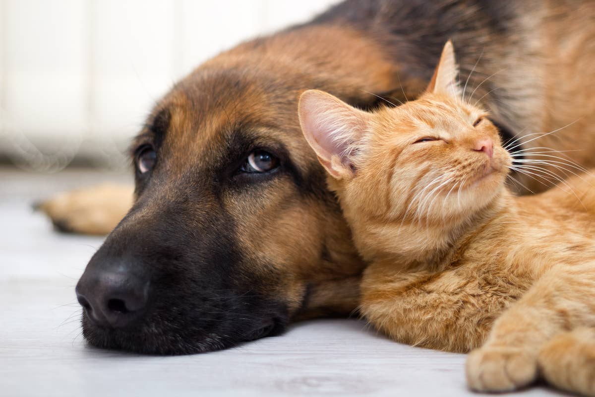 A Cat And a Dog Mating: Myth vs. Reality Explained Clearly