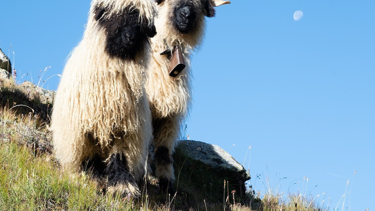 valais-blacknose-sheep.jpg