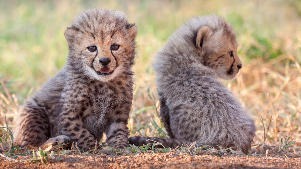 ★デイジー『 Cheetah family B/W 』by Zuberi two-small-cheetah-cubs.jpg