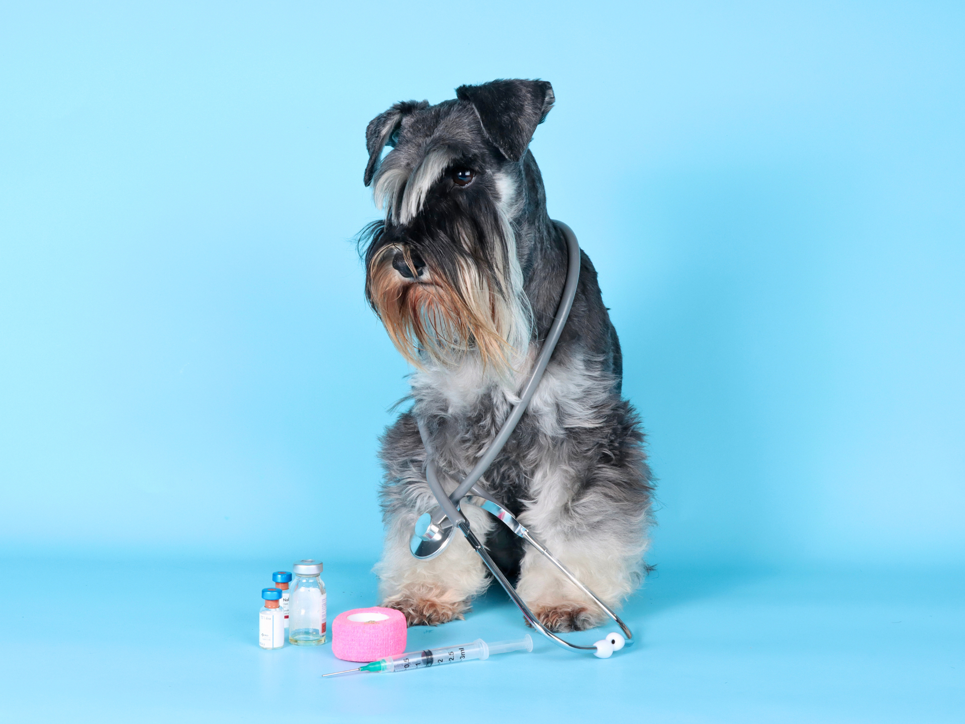 How to Treat Dog Leg Pain After Vaccination: Quick Relief Tips