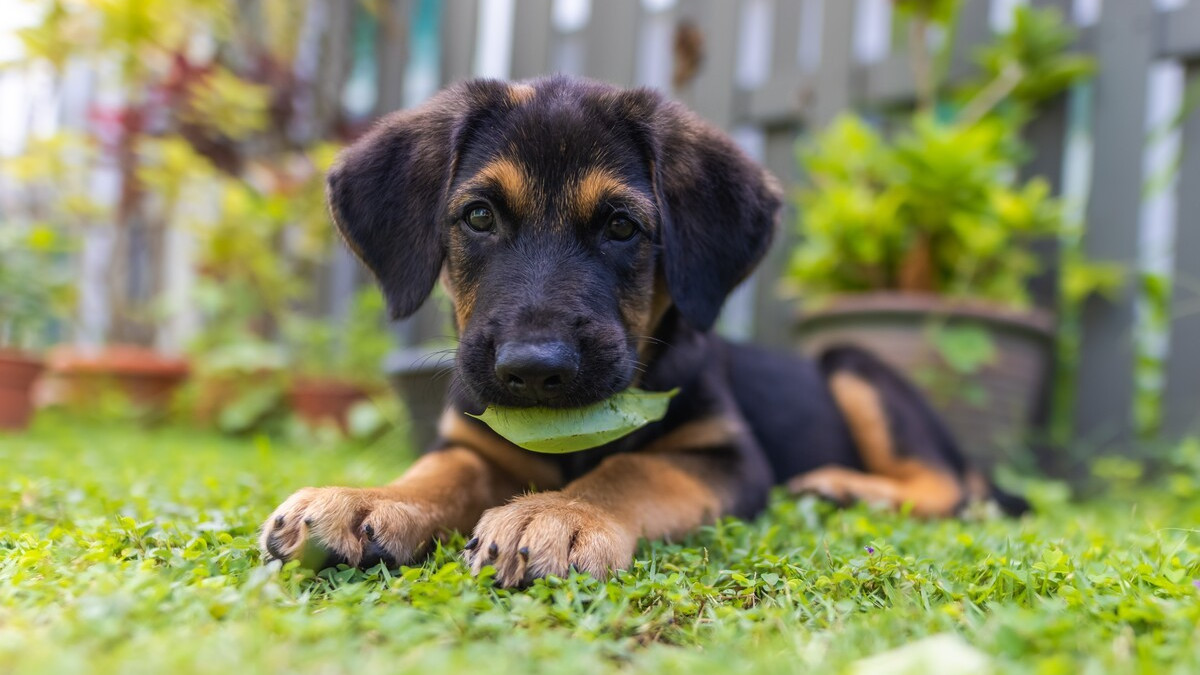 Precious Golden Retriever-German Shepherd Puppy Mix Is Stealing Hearts  Everywhere - PetHelpful, image size:1200x675