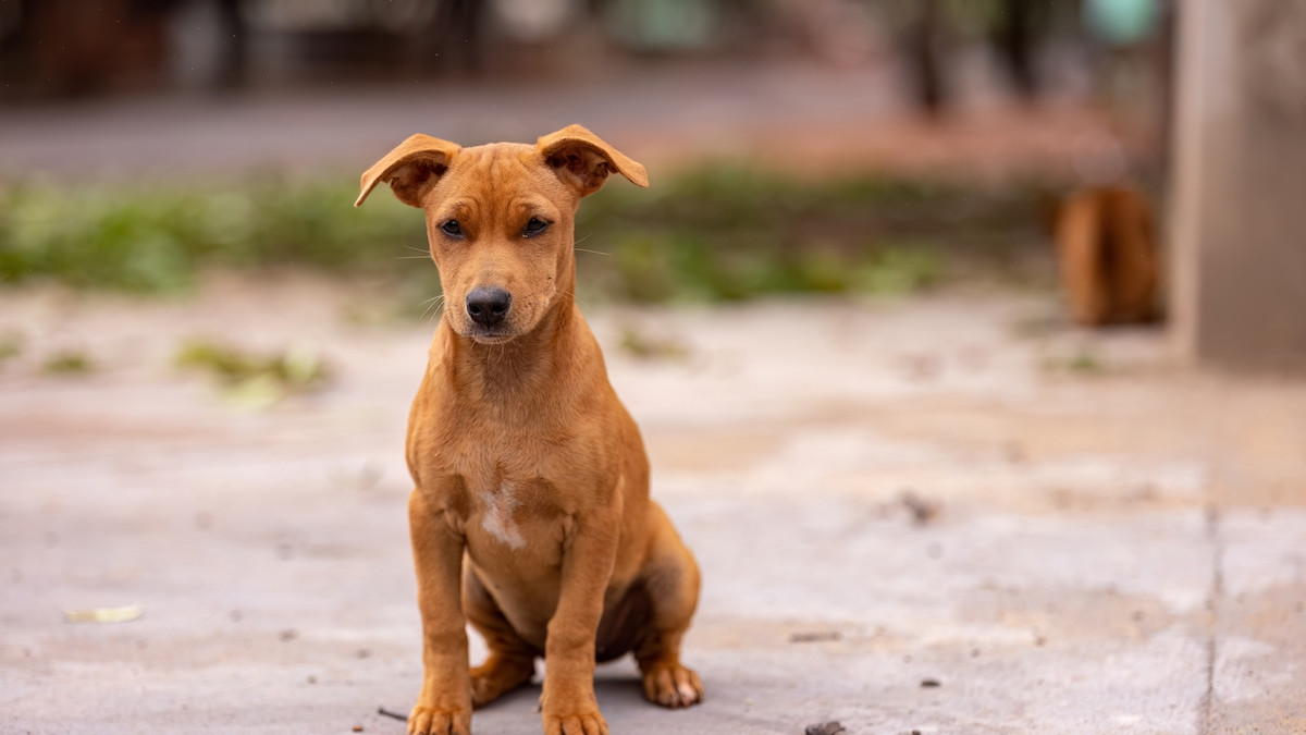 Puppy Bangla Desi Dog One-of-a-Kind 'Unicorn Puppy' Rescued From
