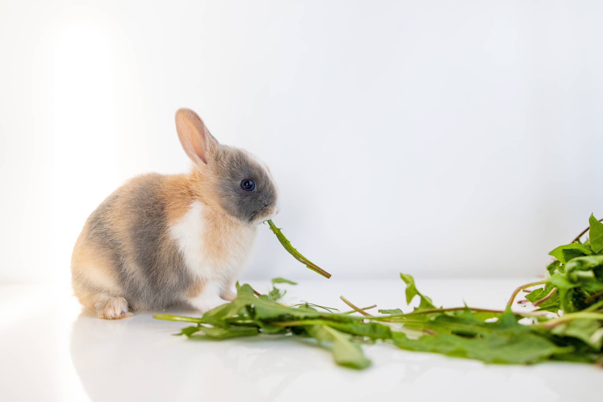 Can Bunnies Eat Dog Food: Risks and Considerations