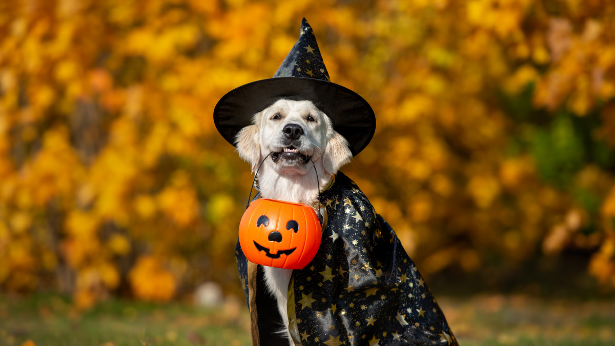 Festive Halloween pajamas for pups at Aldi
