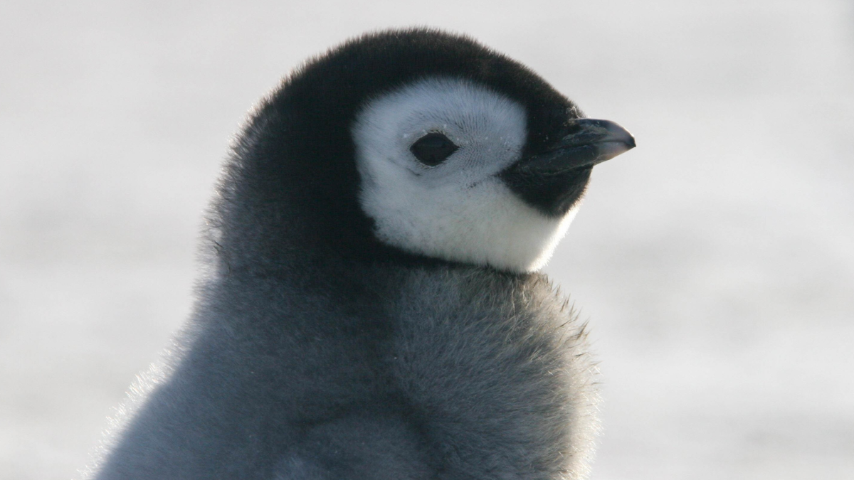 Baby Penguin's Little Tummy During First Checkup Is the Most Precious Thing  - PetHelpful, image size:1200x675