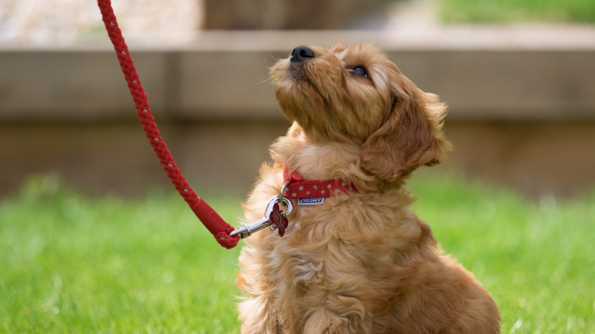 how to train a puppy to walk without a leash