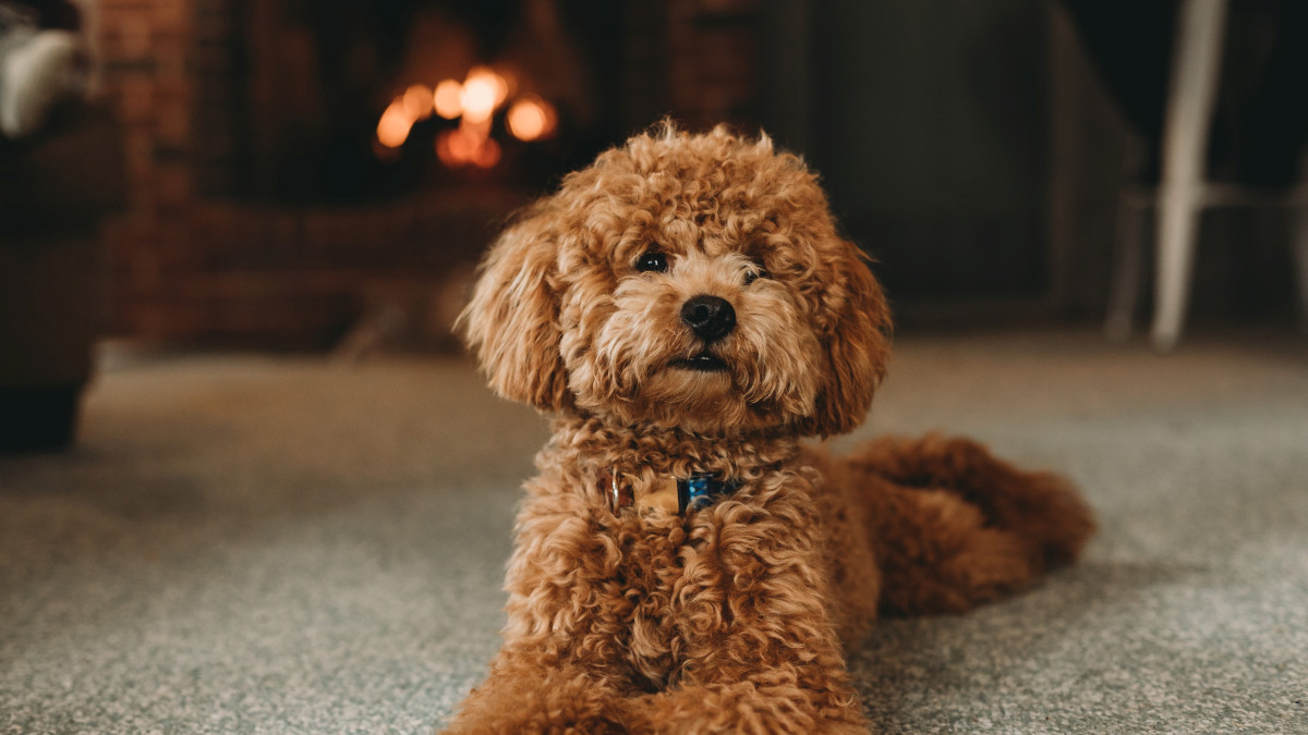 miniature dog breeds that dont shed