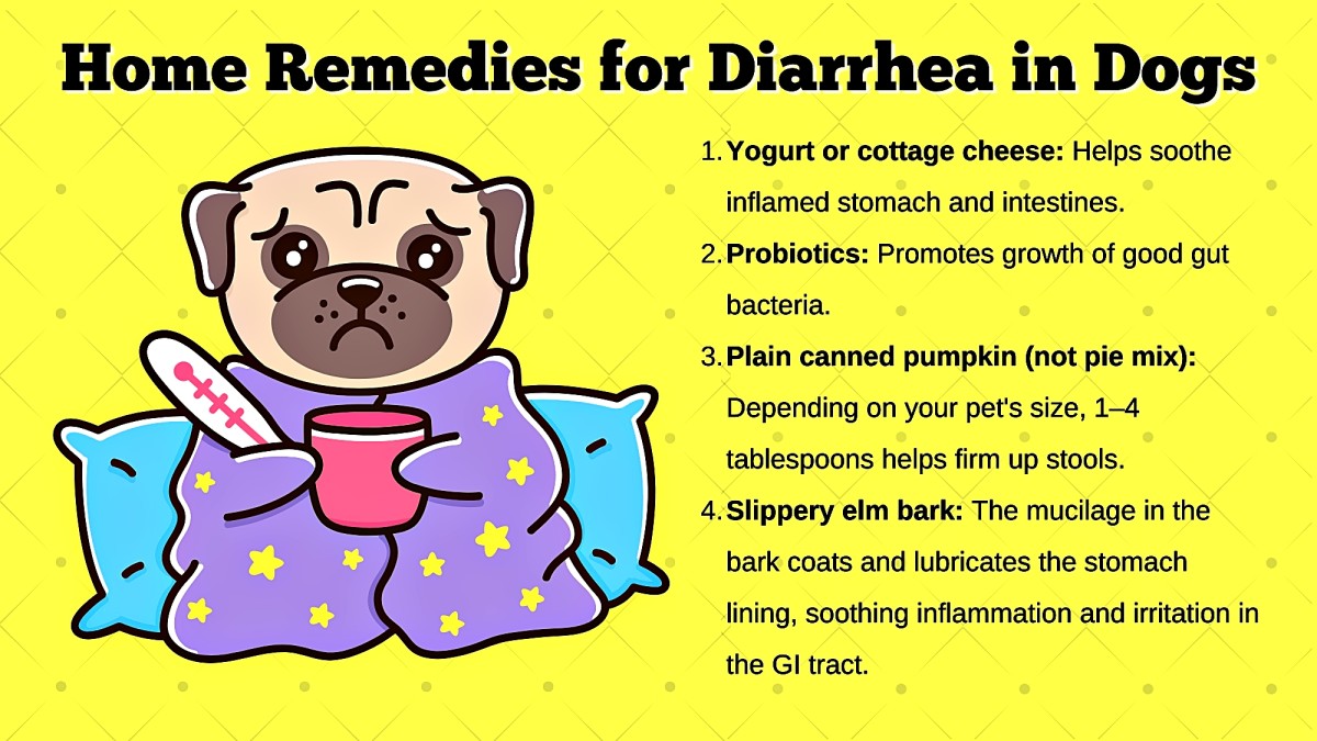 best diarrhea medicine for dogs