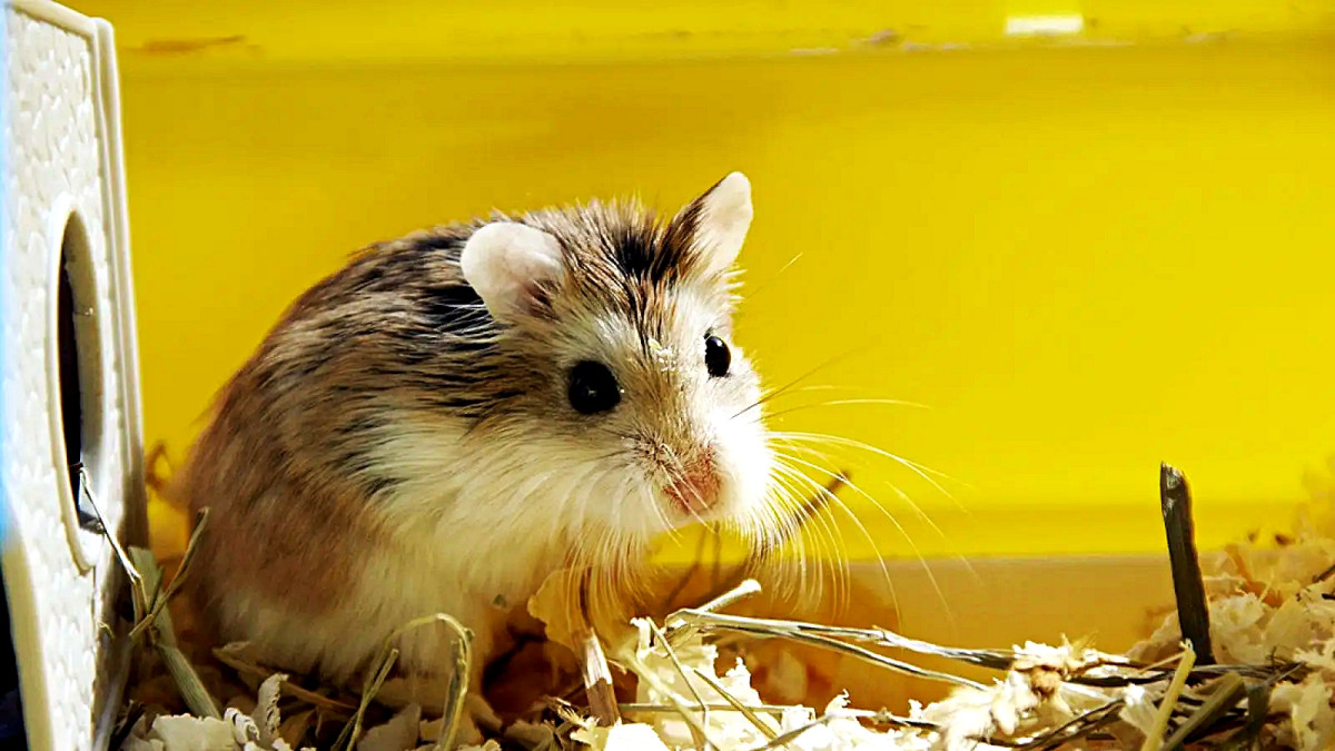 roborovski-hamster-yellow.jpg
