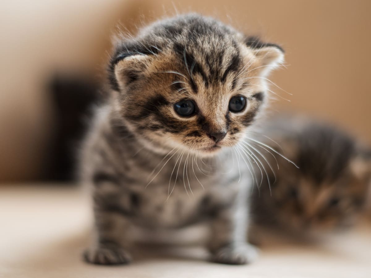 Cute cat 1