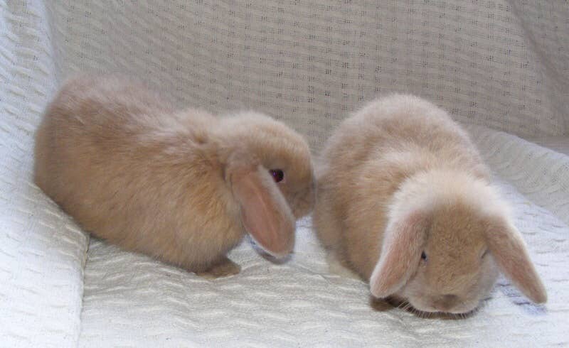 Best Rabbit for Kids: Top Friendly Breeds for Families