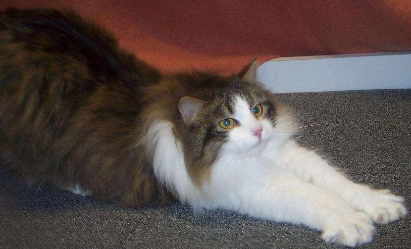 The Truth About Tabbies: Basic Tabby Cat Genetics - PetHelpful