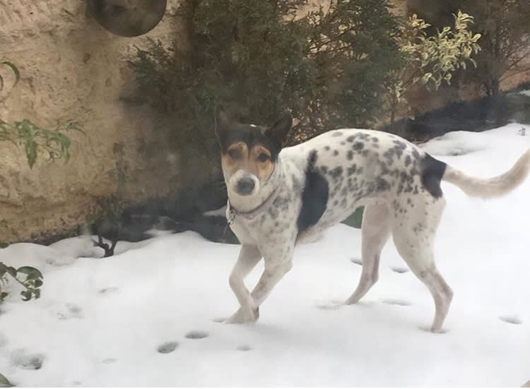 royal jordanian pets