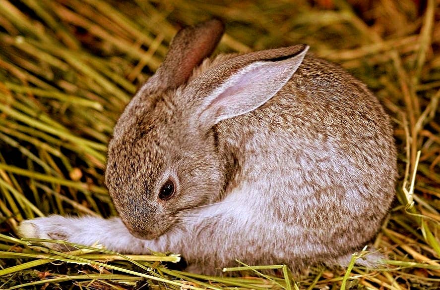 Dwarf Rabbits Fully Grown
