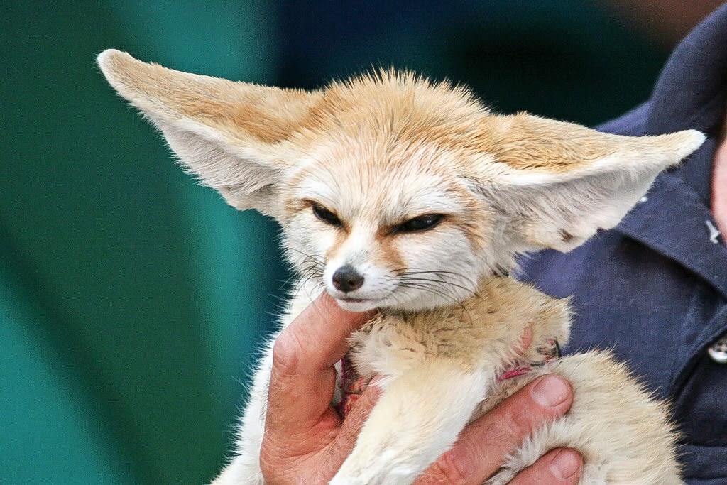 Fennec Foxes: Facts, Photos, Videos, and Exotic Pets - PetHelpful