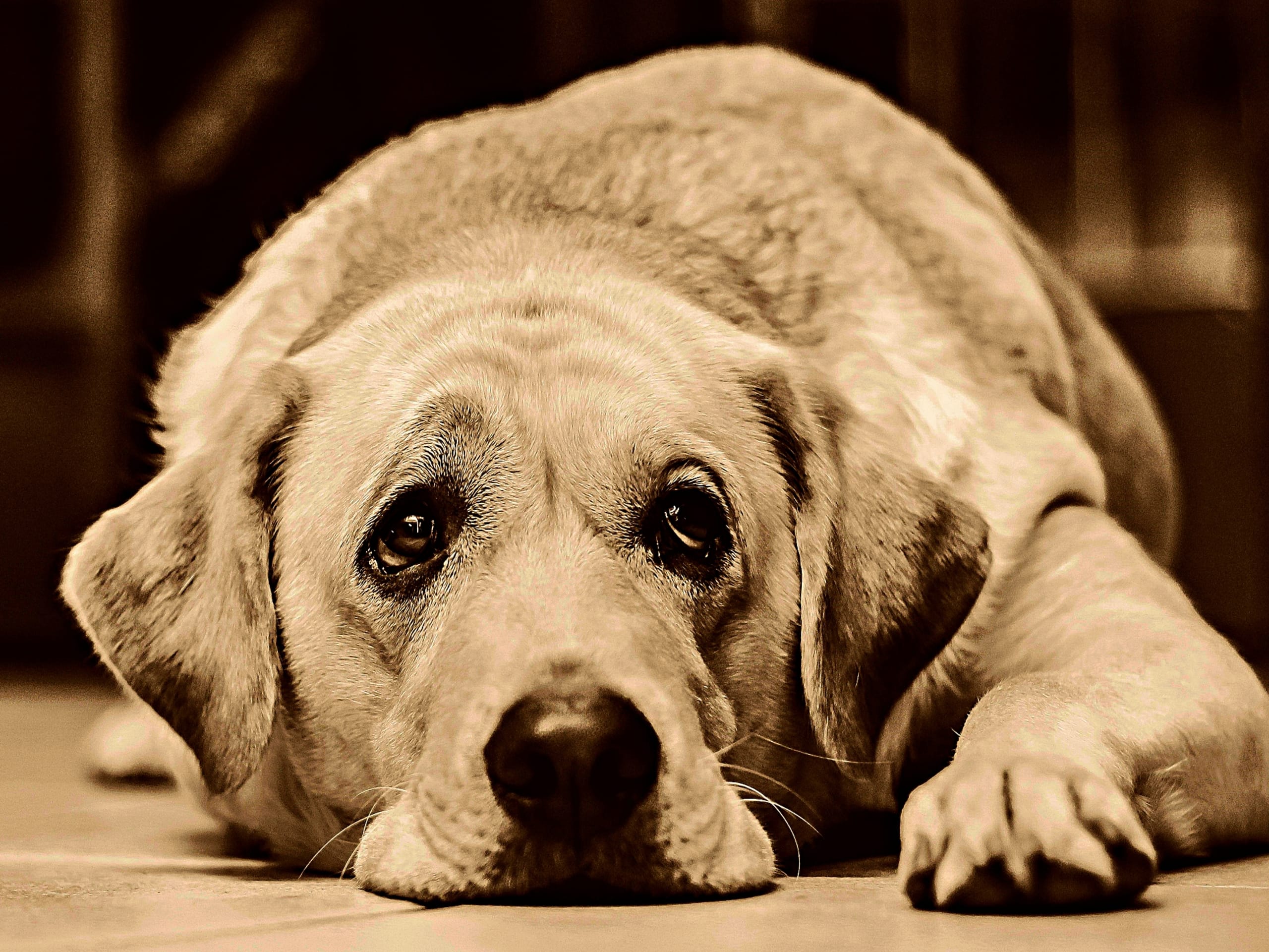 Canine Parvovirus: Symptoms, Treatment and Prevention - PetHelpful