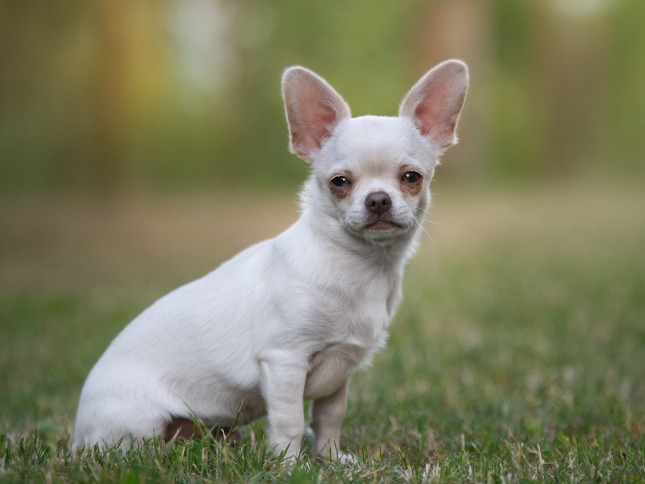 Senior Chihuahua Getting 'Rage Baited By a Bee Has Perfect Old Man ...