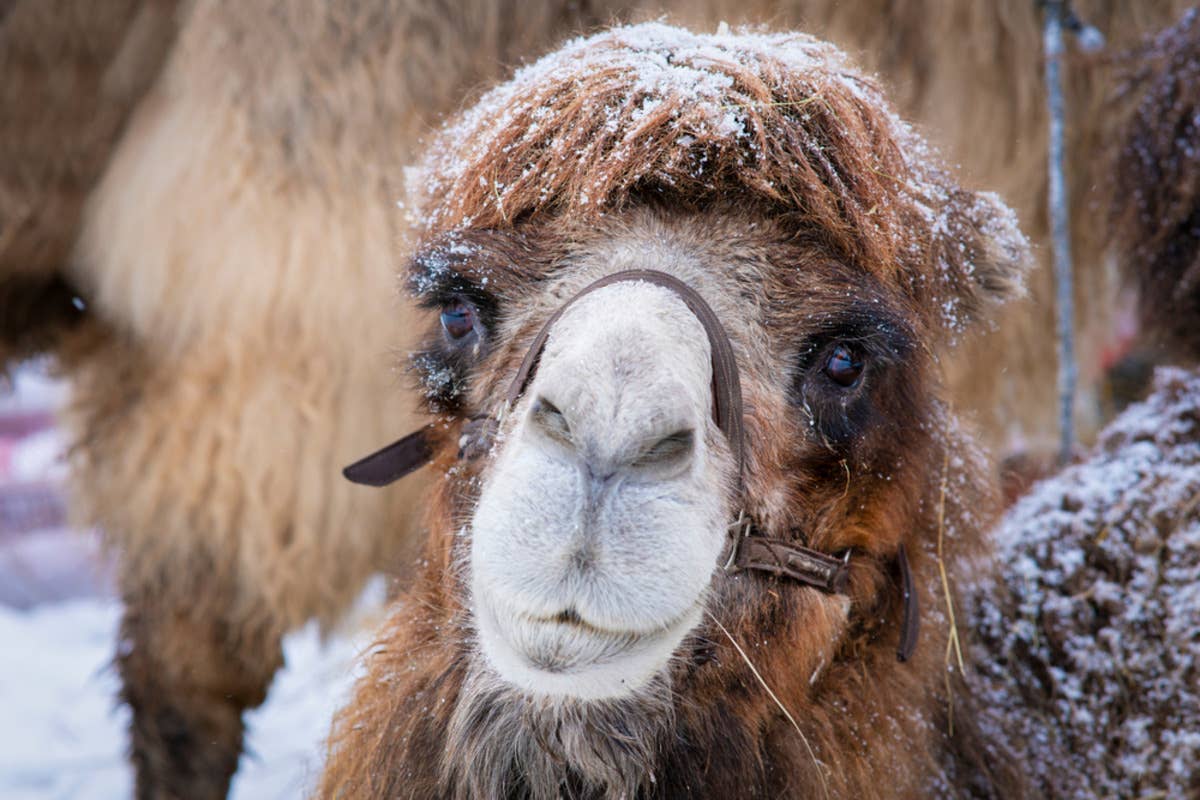 Camel - PetHelpful