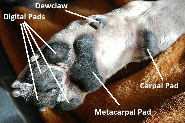 What's the Purpose of Your Dog's Carpal Pads? PetHelpful