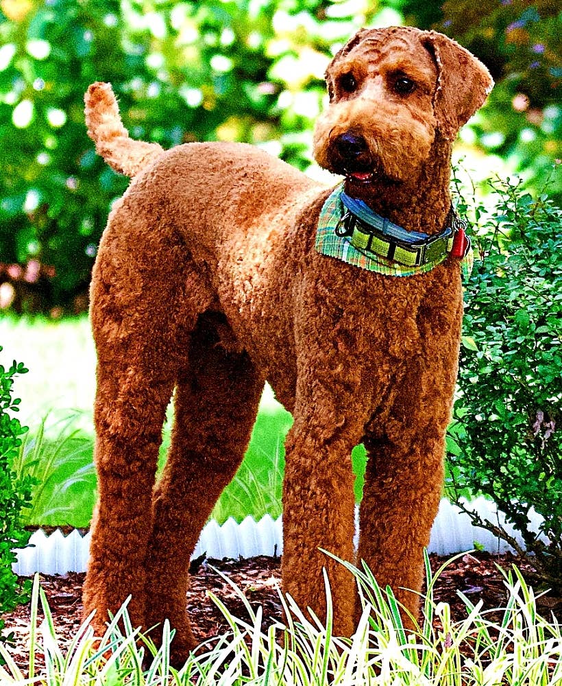 10 Awesome Guard Dog Breeds That Don't Shed Much PetHelpful