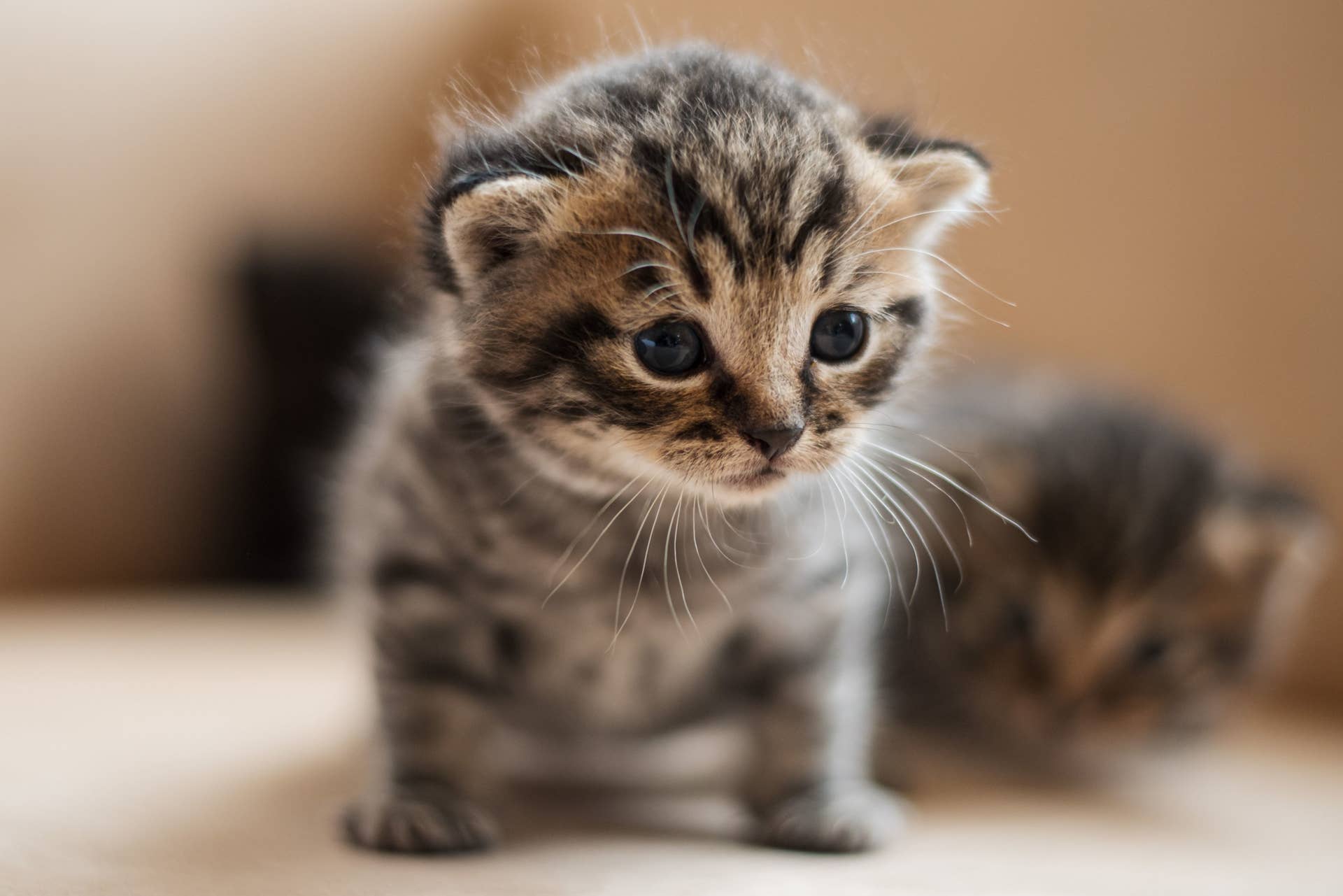 Playful kitten symbolizing a fresh start for a first‑time vehicle owner beginning the Colorado registration renewal process
