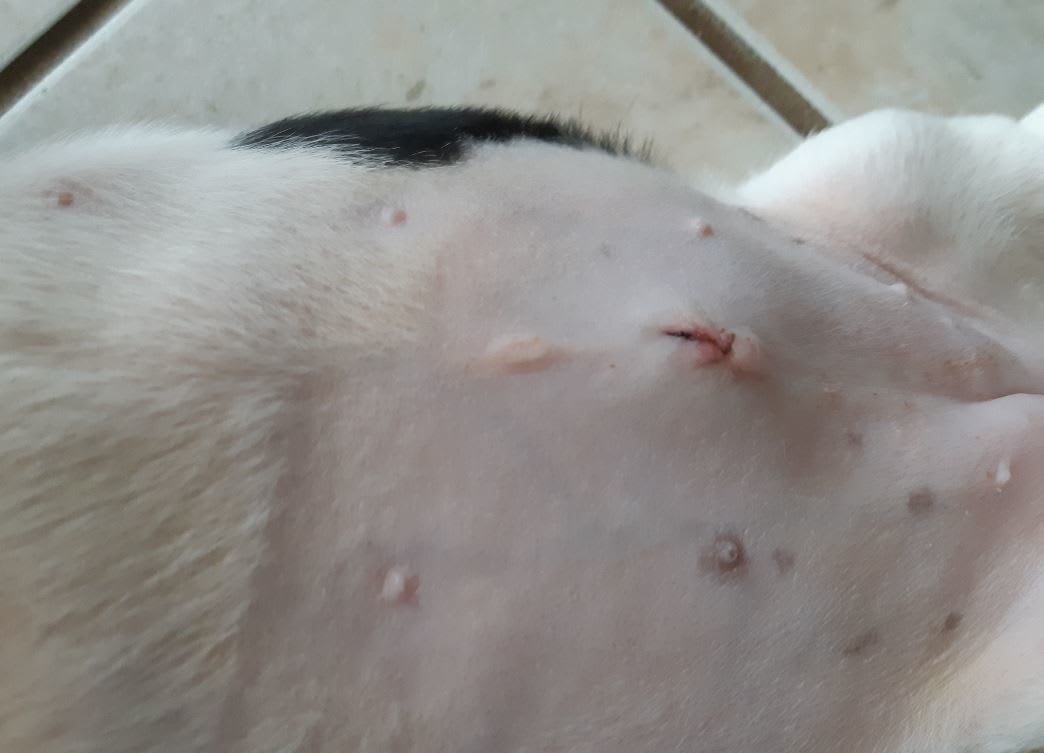 https://pethelpful.com/.image/w_3840%2Cq_auto%3Agood%2Cc_limit/MTg1MTg2OTY2NTc5NjUxOTI5/seromas-bump-on-a-dogs-surgery-incision.jpg?arena_f_auto=&utm_source=chatgpt.com