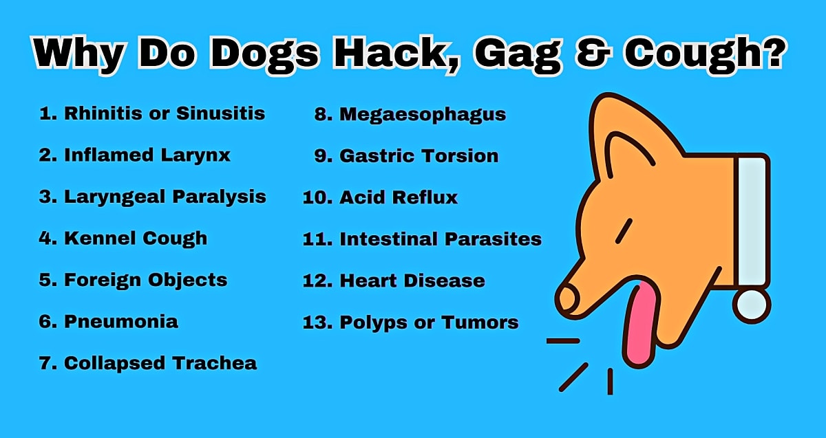 https://pethelpful.com/.image/w_3840%2Cq_auto%3Agood%2Cc_limit/NDowMDAwMDAwMDAwMDk3Mjk0/why-do-dogs-hack-gag-cough.jpg?arena_f_auto=&utm_source=chatgpt.com
